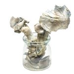 Albino Apes 150x150 1 2