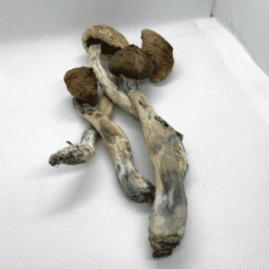 Psilocybe Cubensis 2 510x510 2