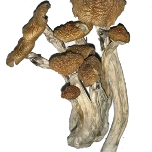 Buy Alacabenzi Magic Mushroom